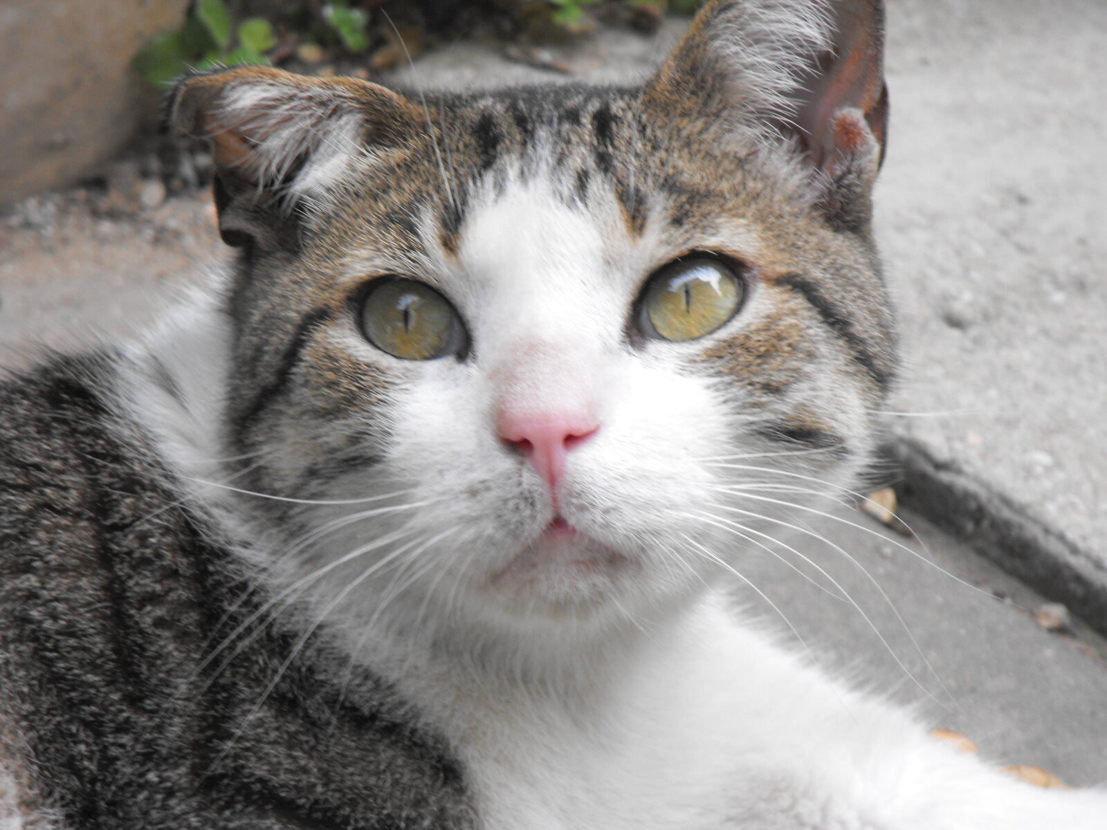Close-up da orelha de um gato