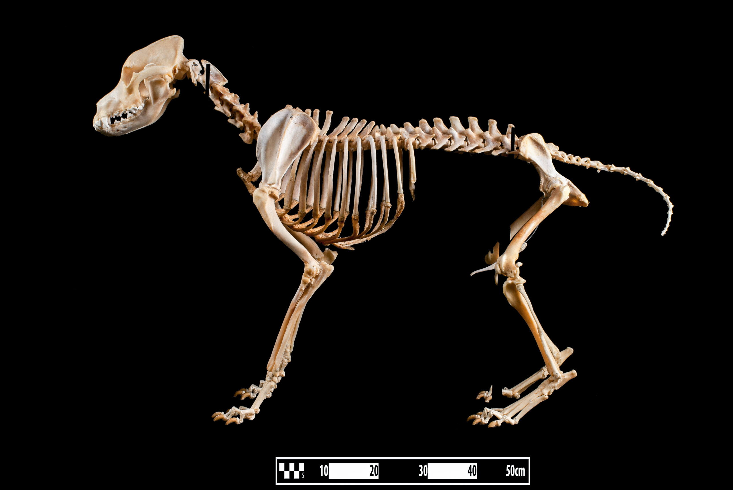 Golden Retriever, raça com maior predisposição ao hipotireoidismo