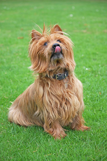 Cachorro lambendo o focinho, comportamento calmante