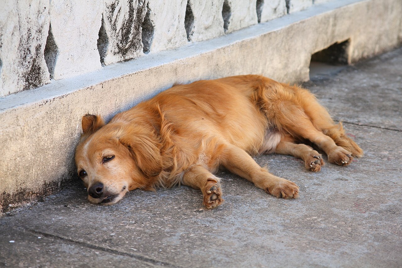 Cachorro idoso sonolento, faixa etaria mais afetada pela sindrome vestibular idiopatica