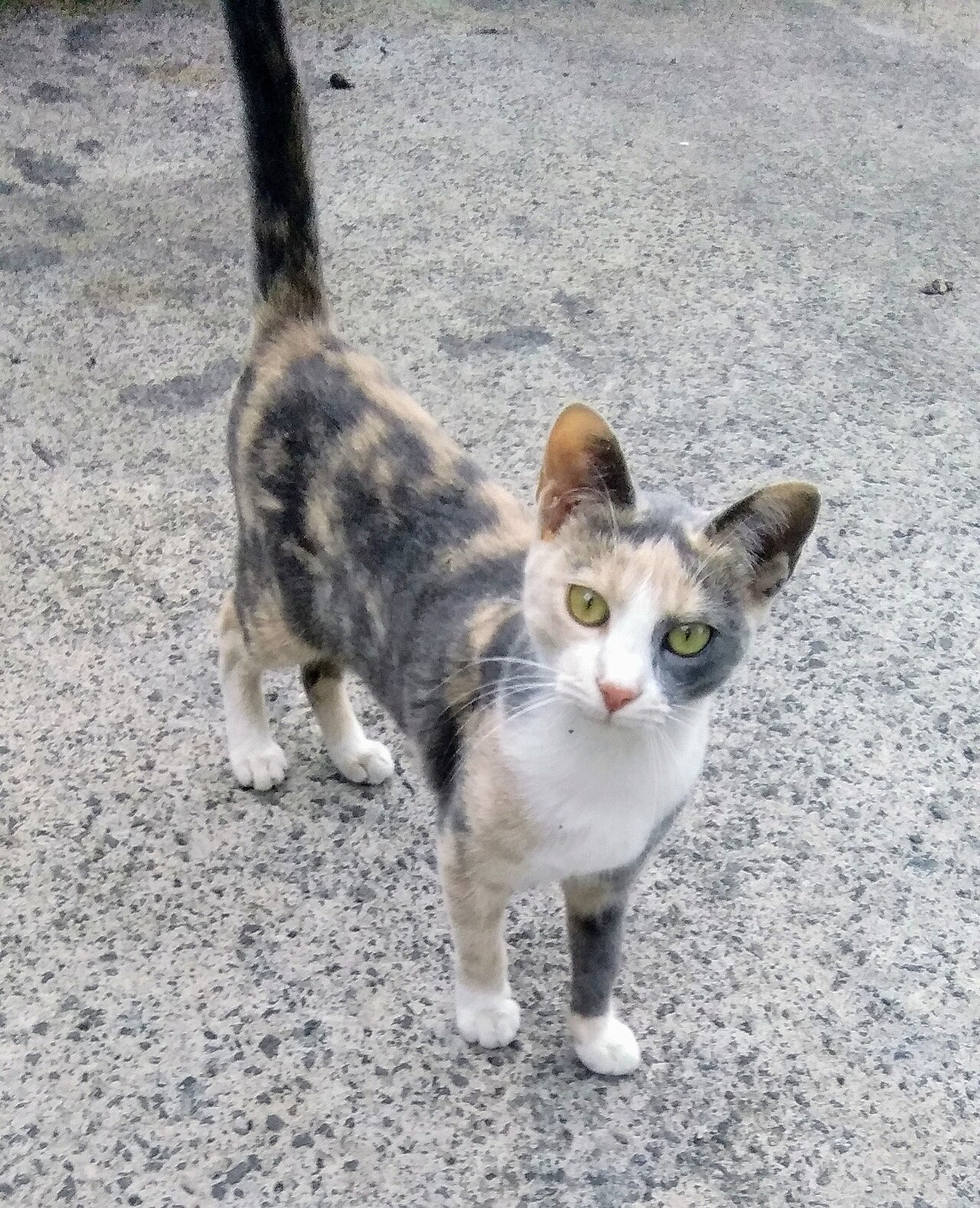 Gata fêmea de pelagem tricolor
