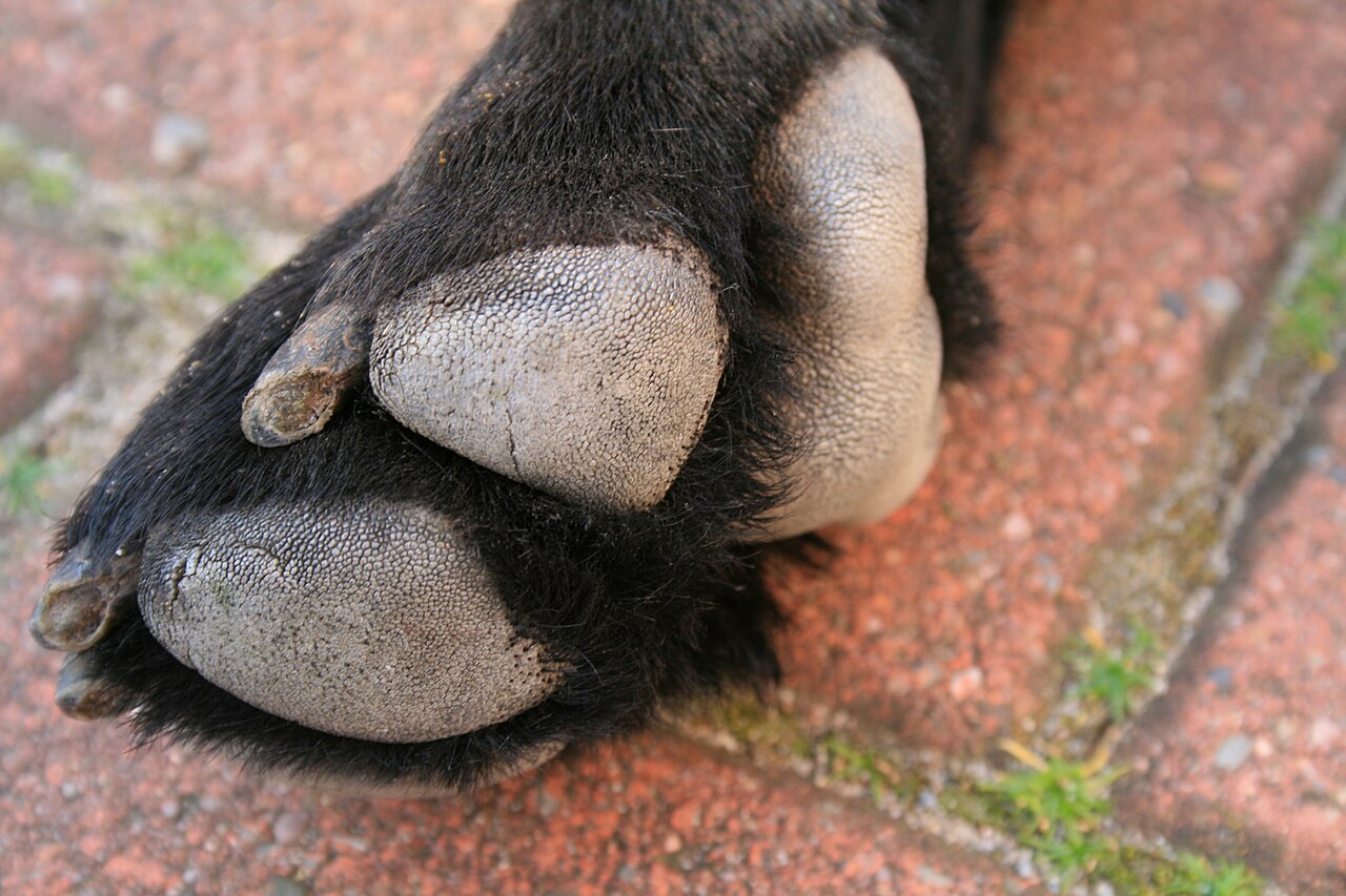 Close-up da almofada plantar de um cachorro