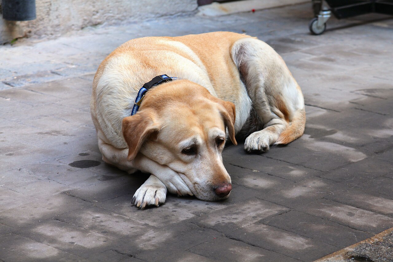 Cachorro labrador sênior com coleira descansando