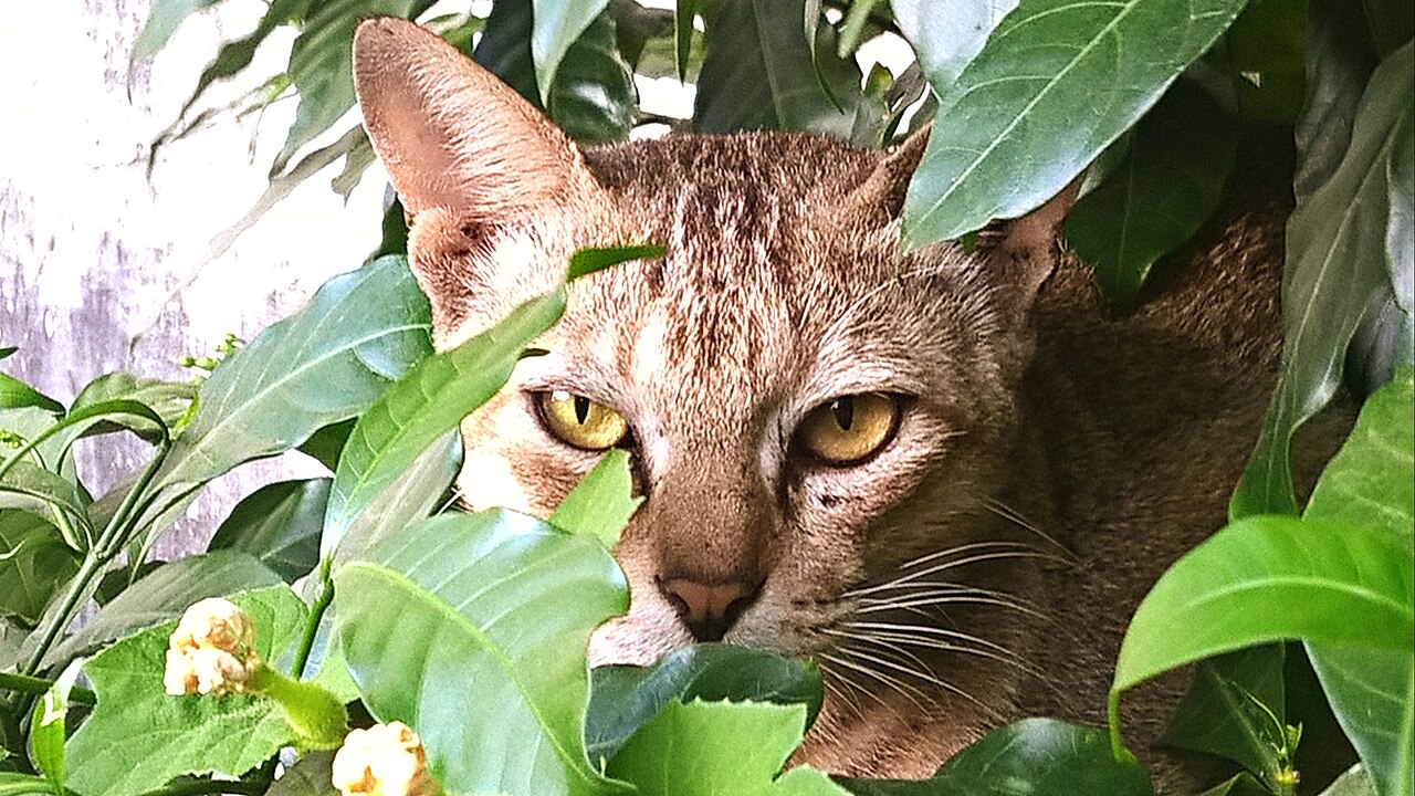 Gato escondido dentro de arbusto