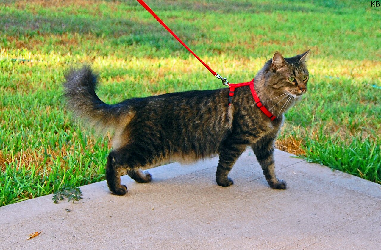 Gato usando peitoral e guia para passeio seguro