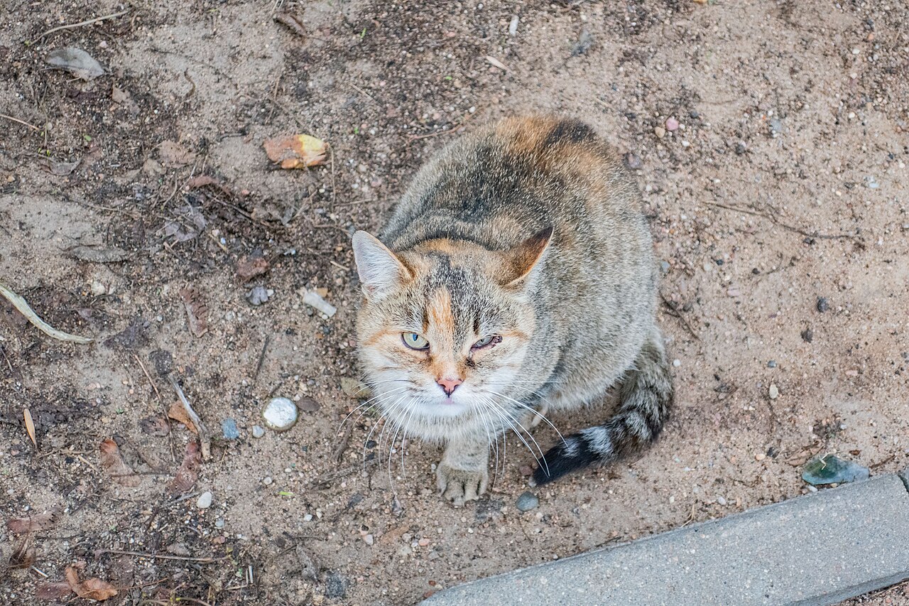 Gato doente com sinais de mal-estar e problema respiratorio