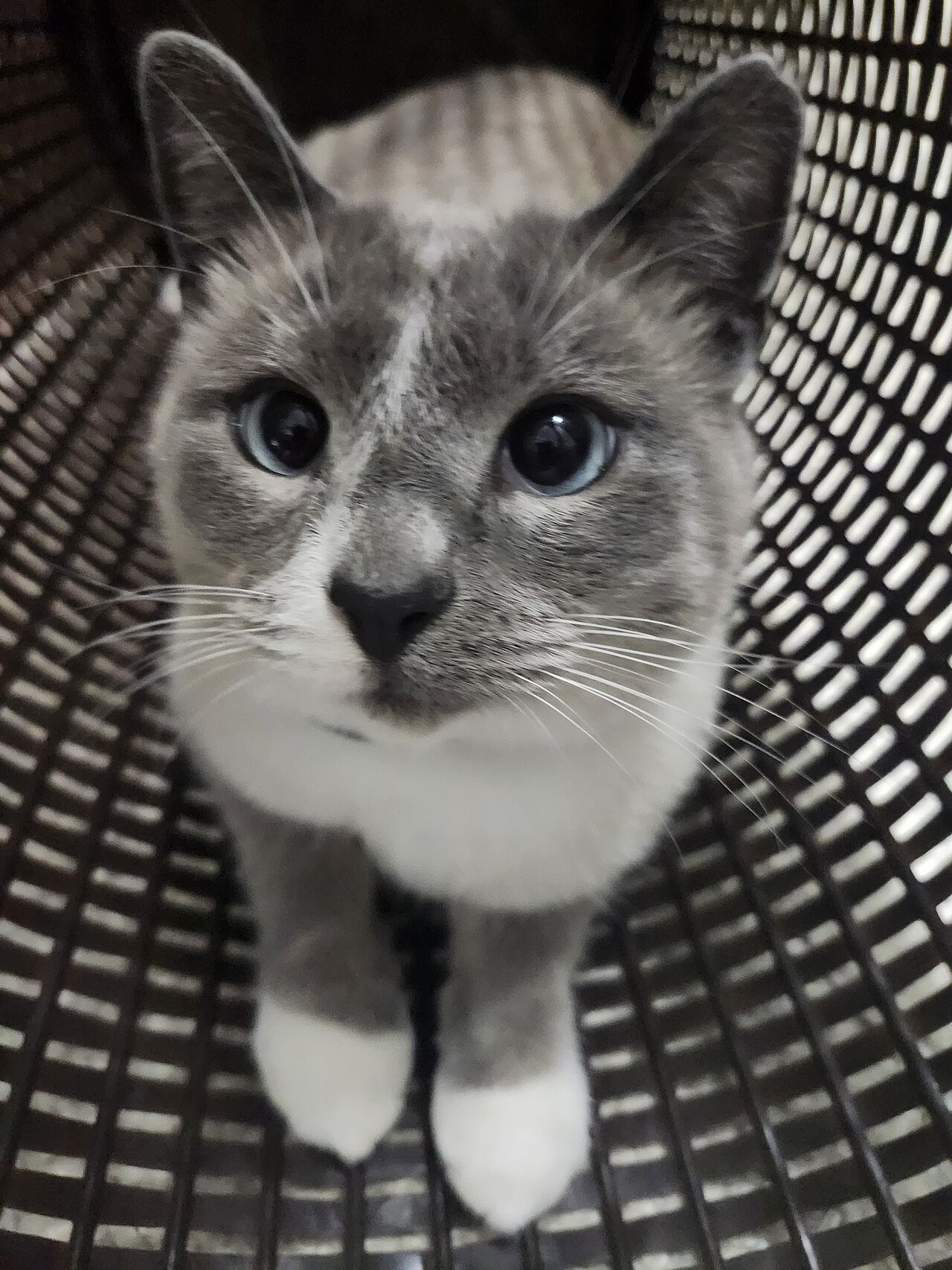 Gato calmo deitado em ambiente domestico tranquilo