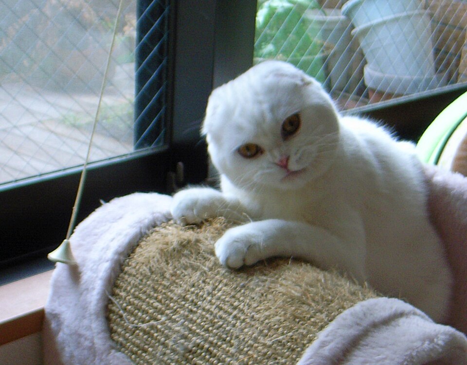 Gato da raça Scottish Fold, uma das que se adapta bem a apartamentos