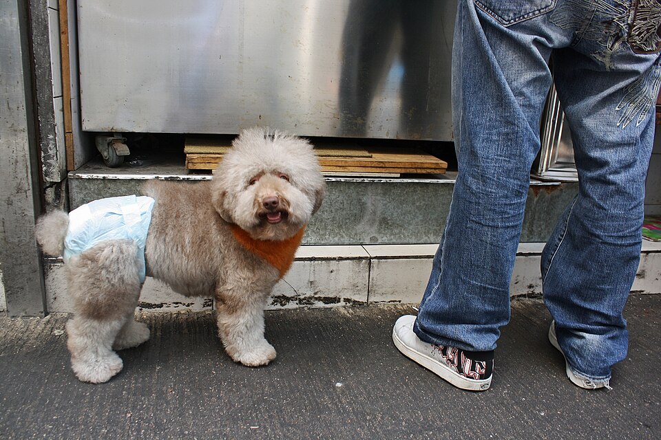 Filhote de cachorro, fase em que o controle de esfíncter ainda está em desenvolvimento