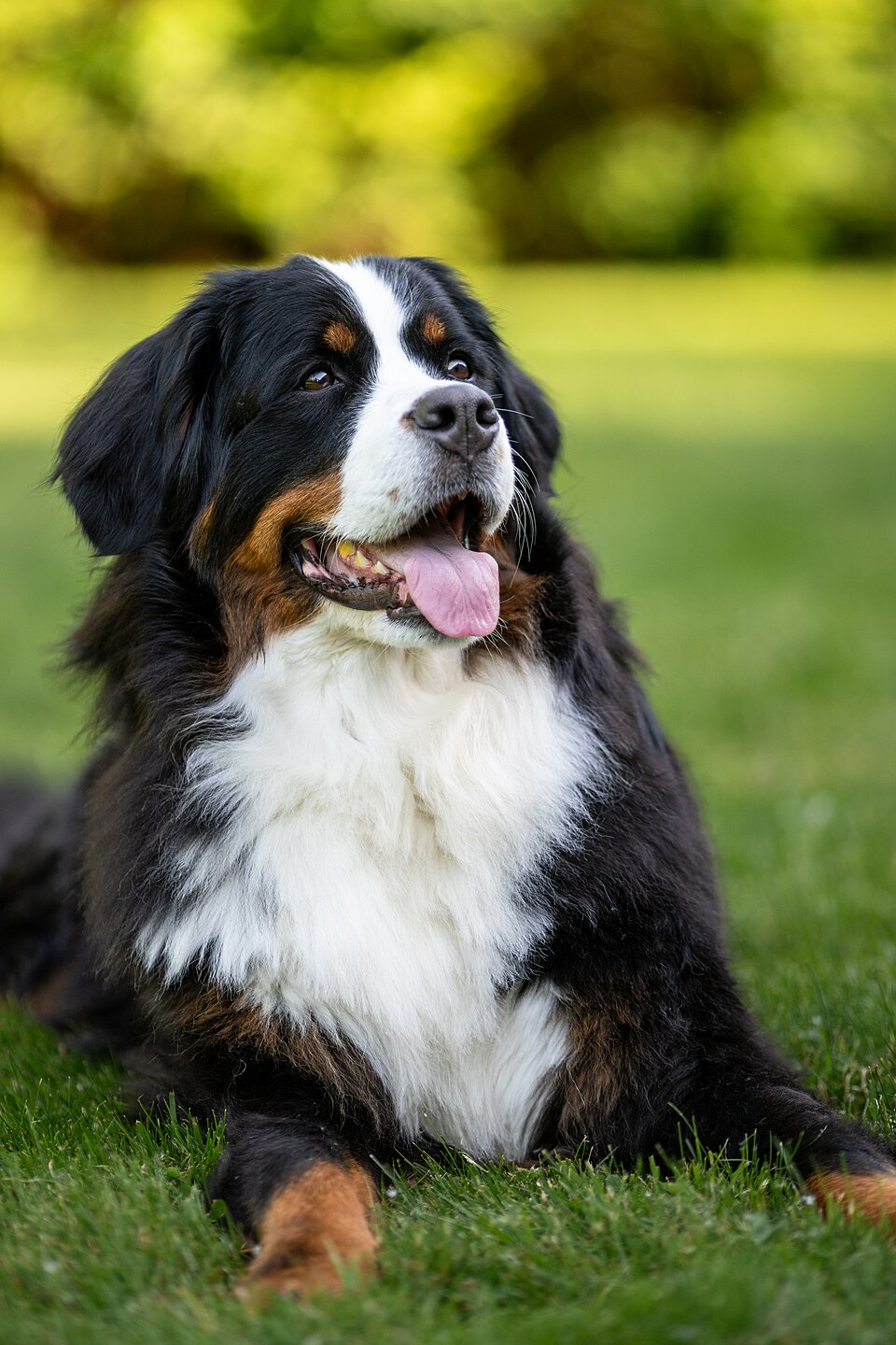 Cachorro deitado na grama do quintal, ambiente onde o comportamento de cavar costuma ocorrer