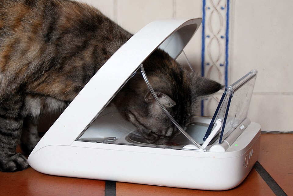 Comedouro automático para gato, equipamento útil para reduzir a demanda por comida de madrugada
