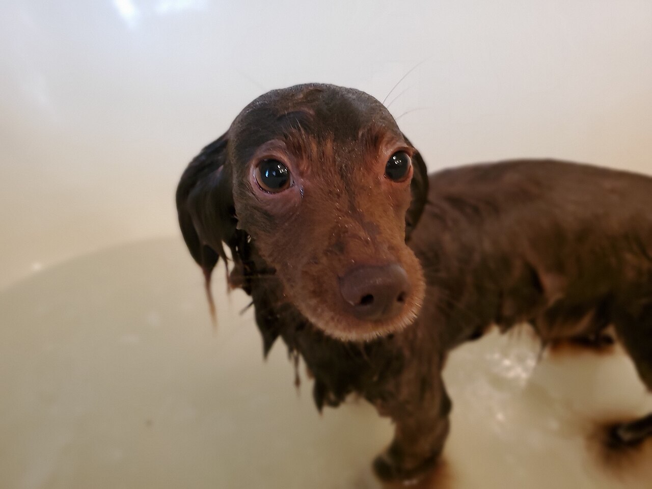 Cachorro tomando banho com espuma de shampoo
