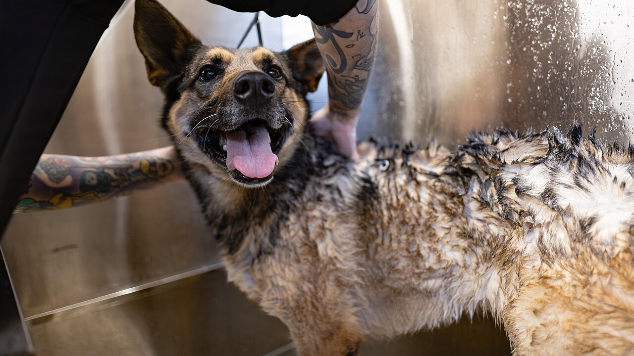 Cachorro recebendo shampoo na pelagem durante o banho
