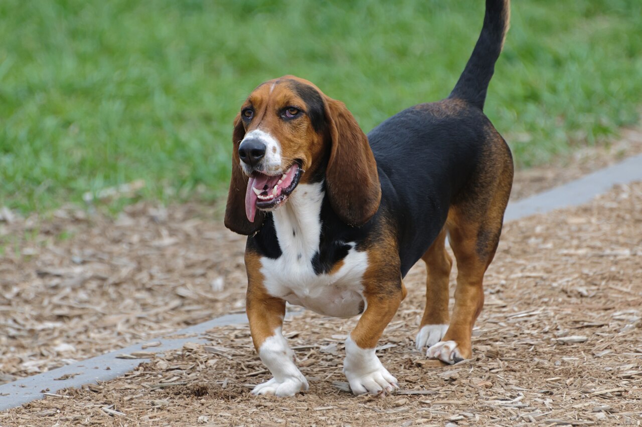 Basset Hound, raça condrodistrófica predisposta a hérnia de disco