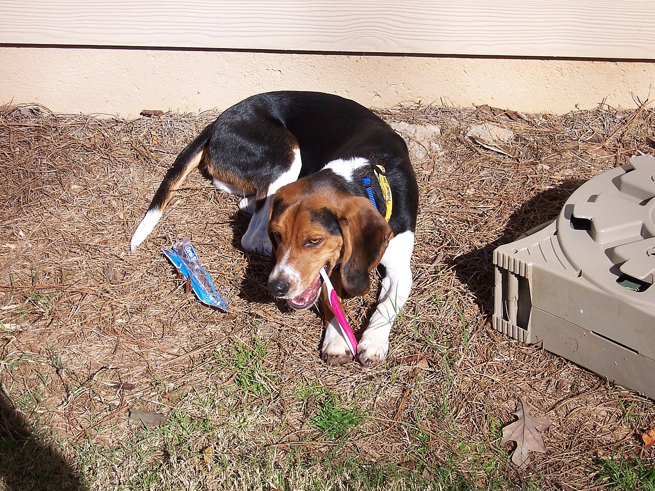 Cachorro da raça beagle manuseando uma escova de dente de grande porte no quintal