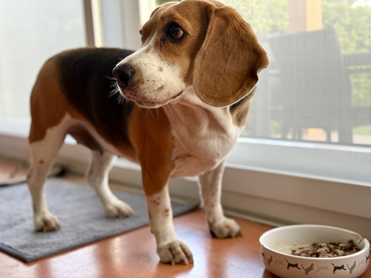 Beagle sentado ao lado de uma tigela de ração