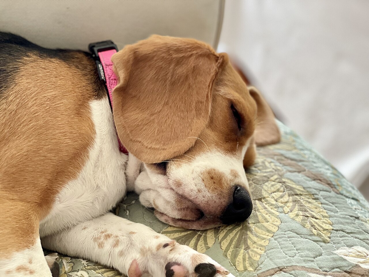 Filhote de cachorro dormindo, situação comum monitorada por câmera pet