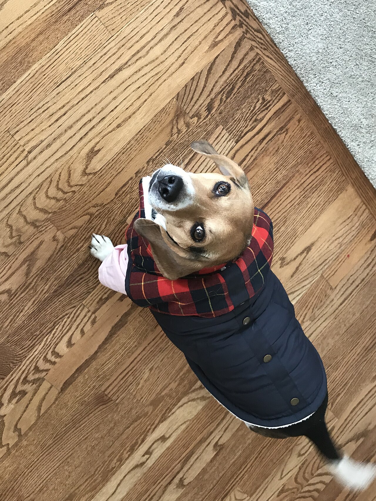 Cachorro beagle usando blusinha de inverno em piso de madeira