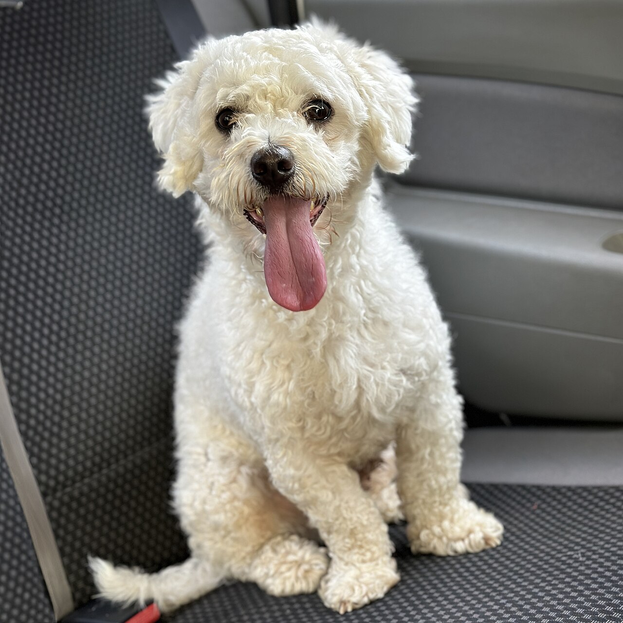 Bichon Frisé, raça de cachorro considerada hipoalergênica
