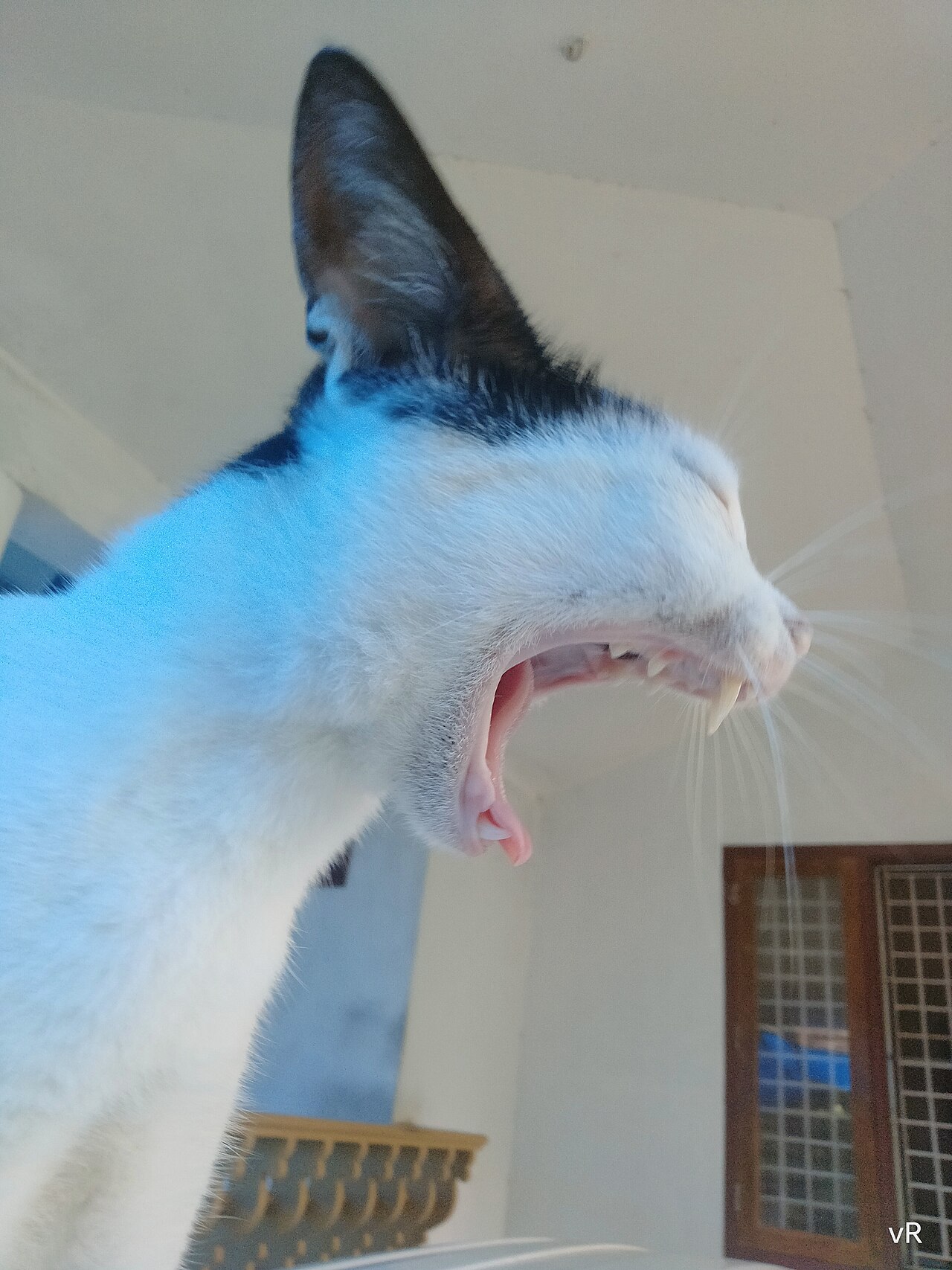 Boca de gato aberta mostrando mucosa oral