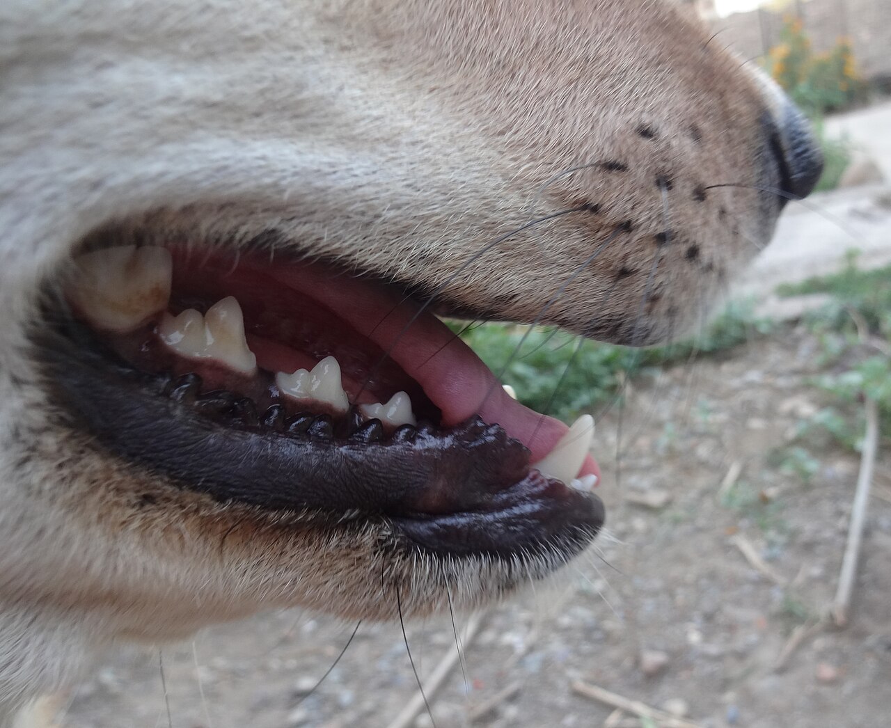 Boca de cachorro em close-up mostrando os dentes