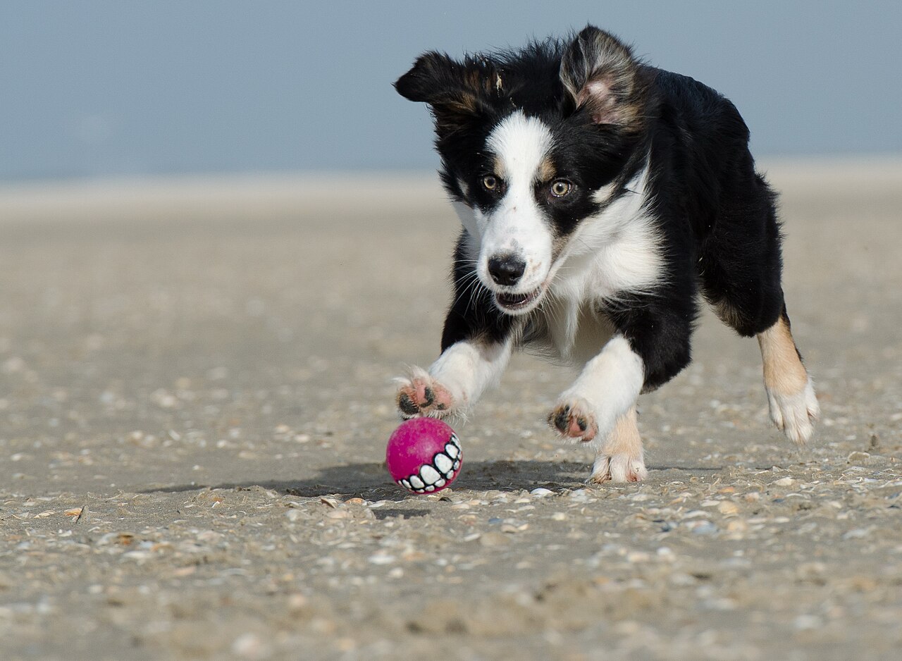Border Collie, raça de alta energia que precisa de bastante atividade física