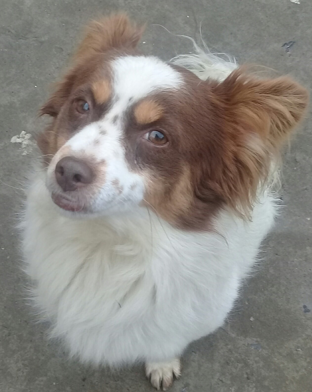 Border Collie, uma das raças com maior predisposição genética à epilepsia