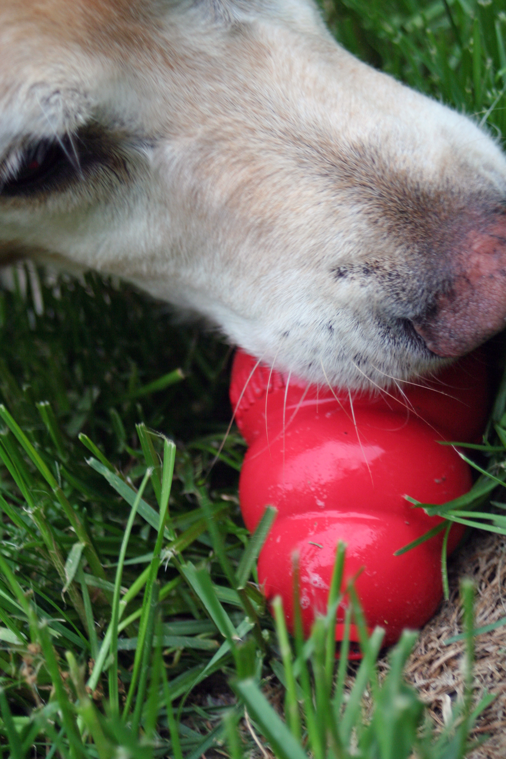 Cachorro brincando com Kong recheável