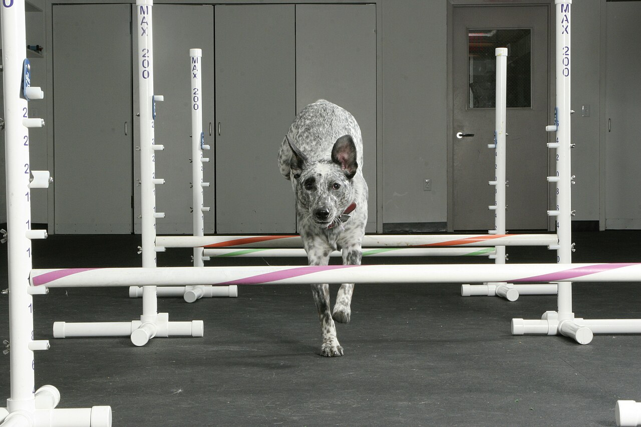 Cachorro praticando agility, atividade física e mental combinadas