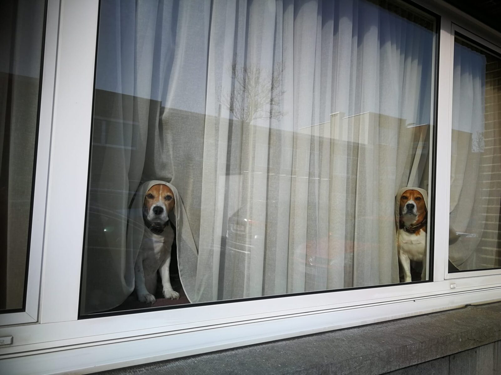 Cachorro esperando o tutor olhando pela janela