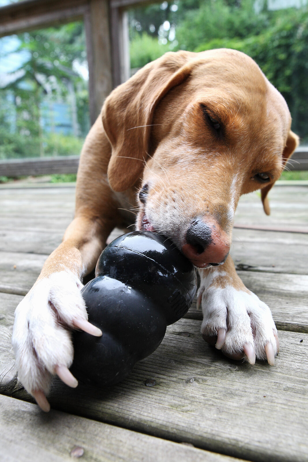Cachorro brincando com brinquedo Kong recheado