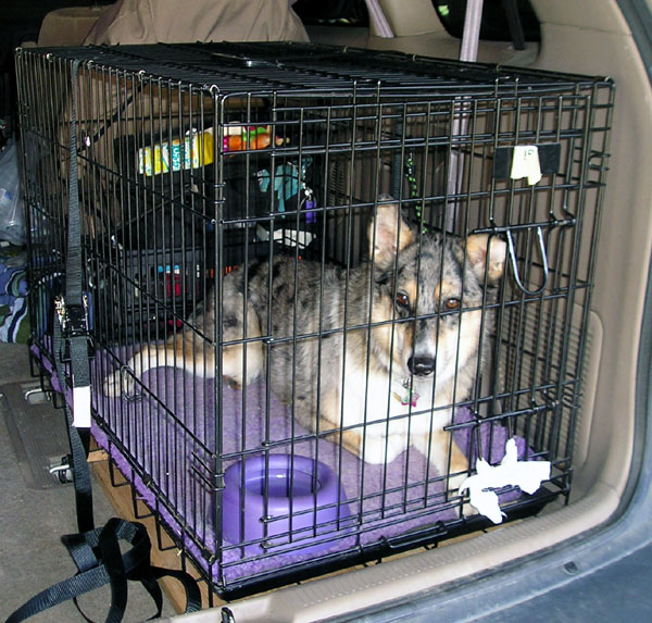 Cachorro dentro de caixa de transporte pronto para viagem de carro