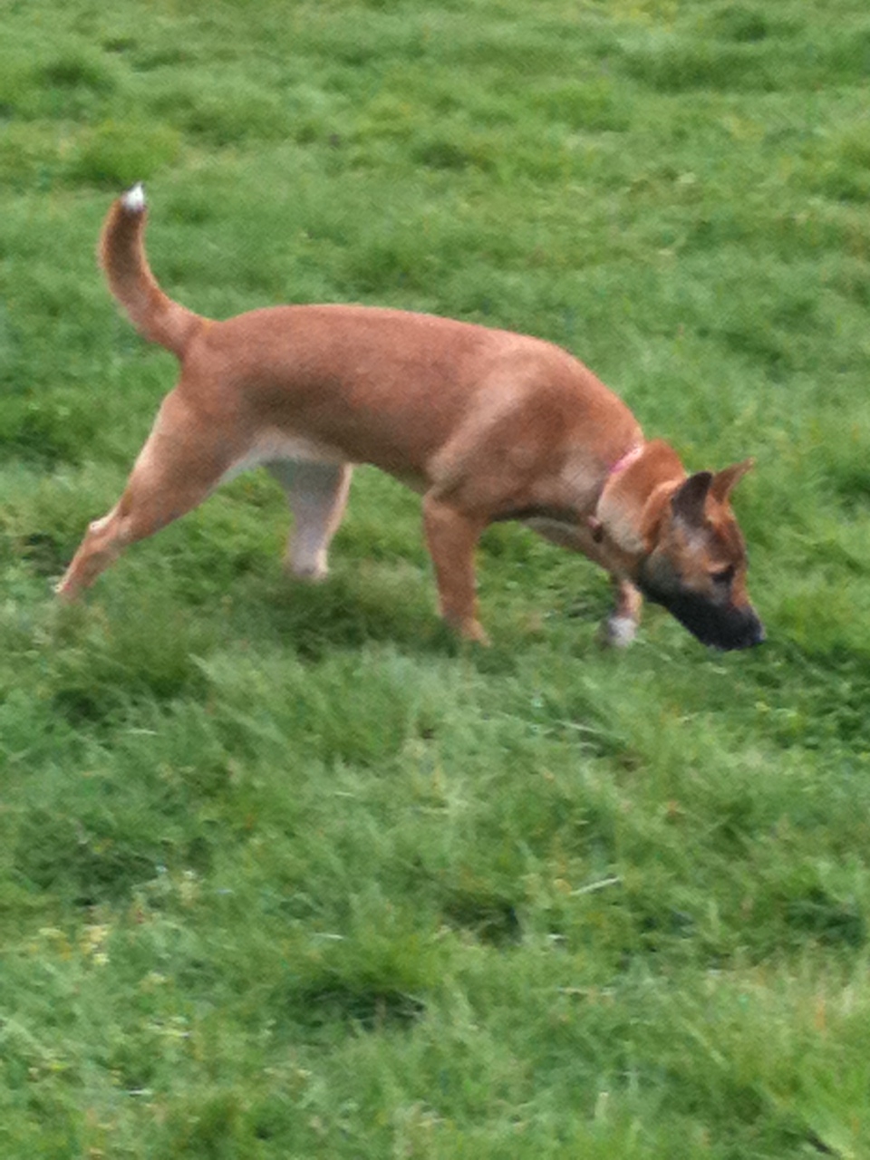 Cachorro cheirando o chão em um parque, comportamento exploratório natural da espécie