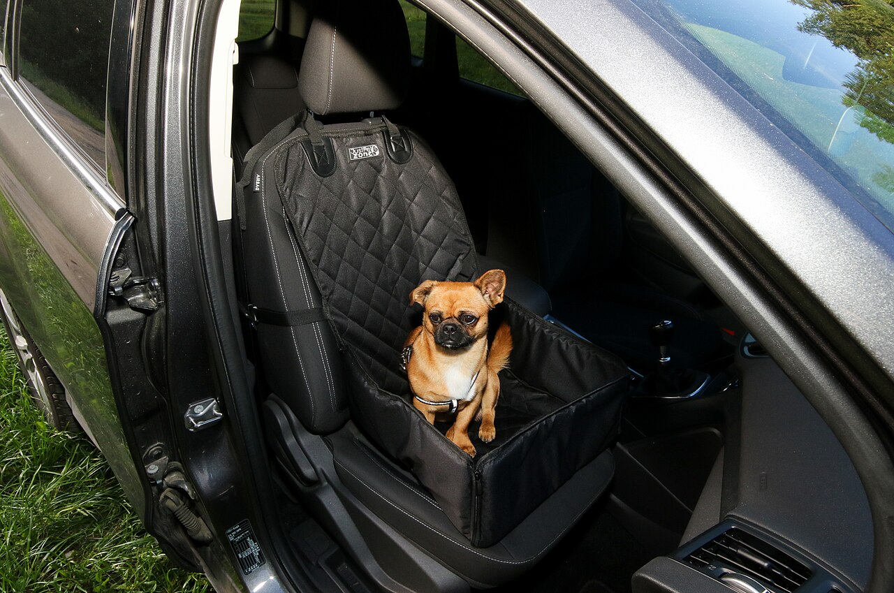 Cachorro preso com arnês conectado ao cinto de segurança do carro