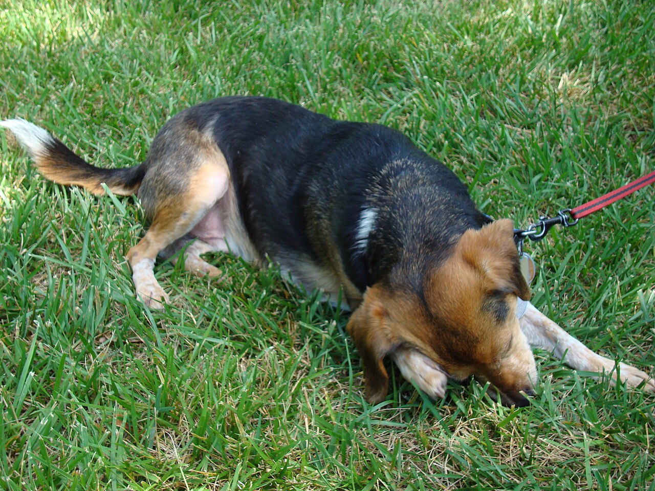 Cão se coçando devido à coceira intensa causada por sarna