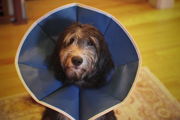 Cão usando colar elizabetano durante recuperação pós-cirúrgica
