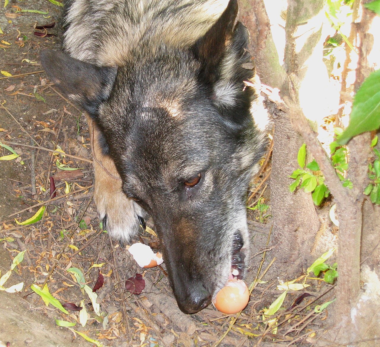 Cachorro comendo ovo cru, um dos ingredientes da dieta BARF