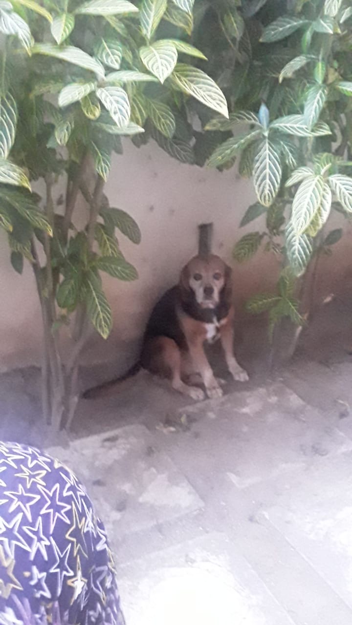 Cachorro escondido em local seguro durante tempestade