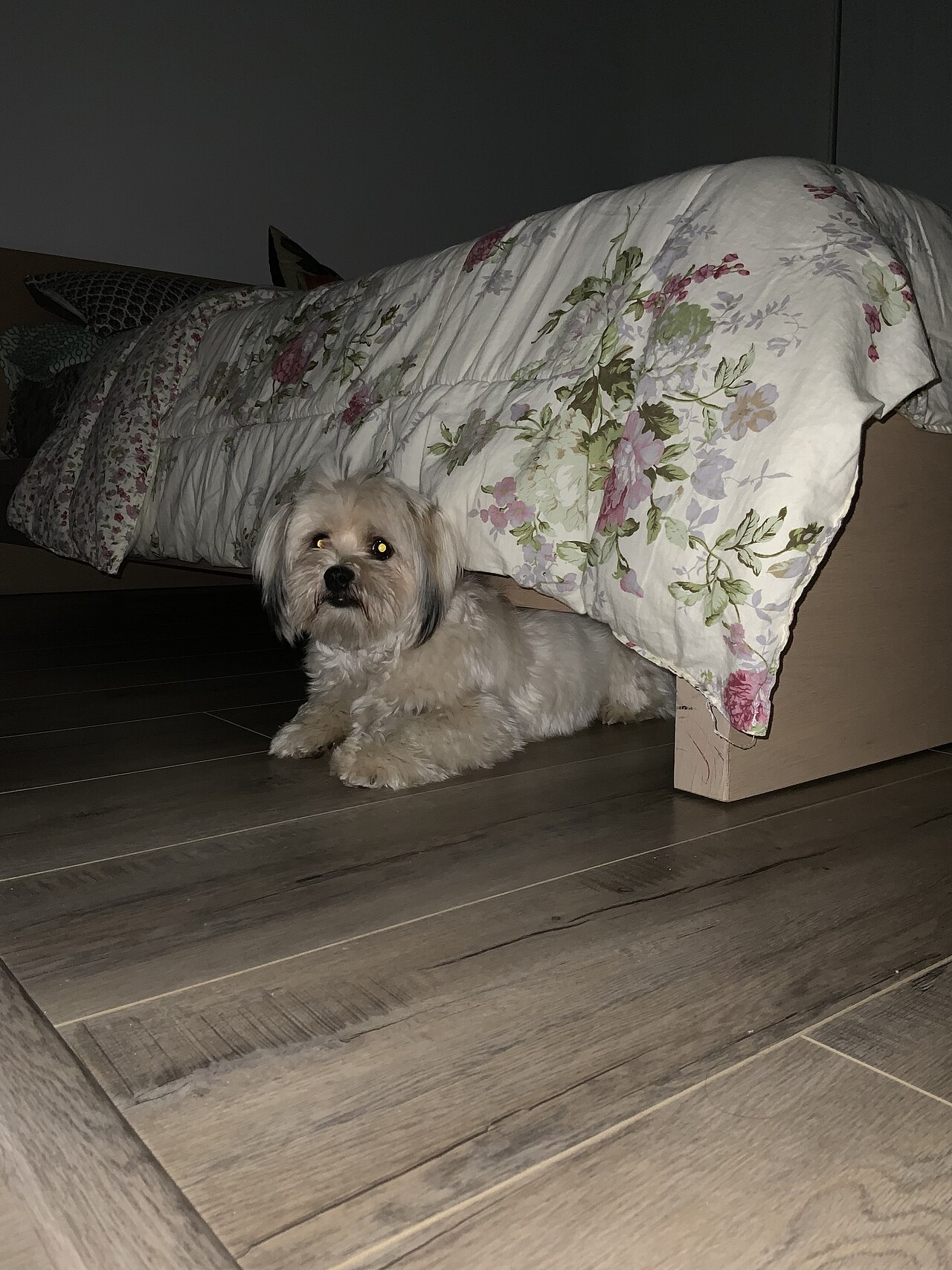 Cachorro escondido embaixo da cama com medo de trovão