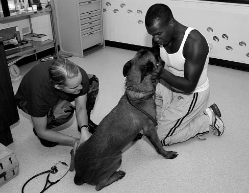 Cão sendo examinado por veterinário para avaliação da pele