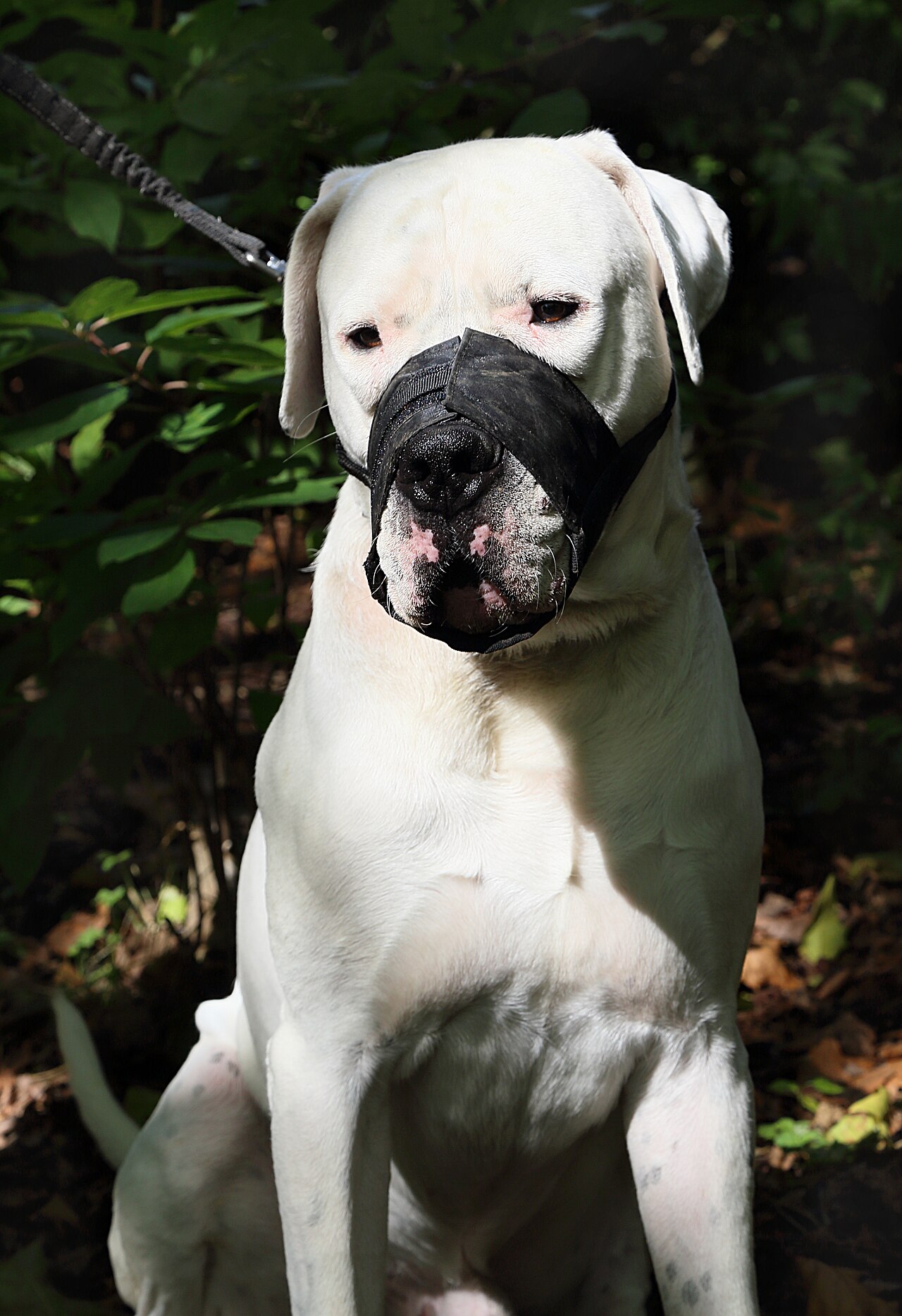 Cachorro branco usando focinheira em passeio