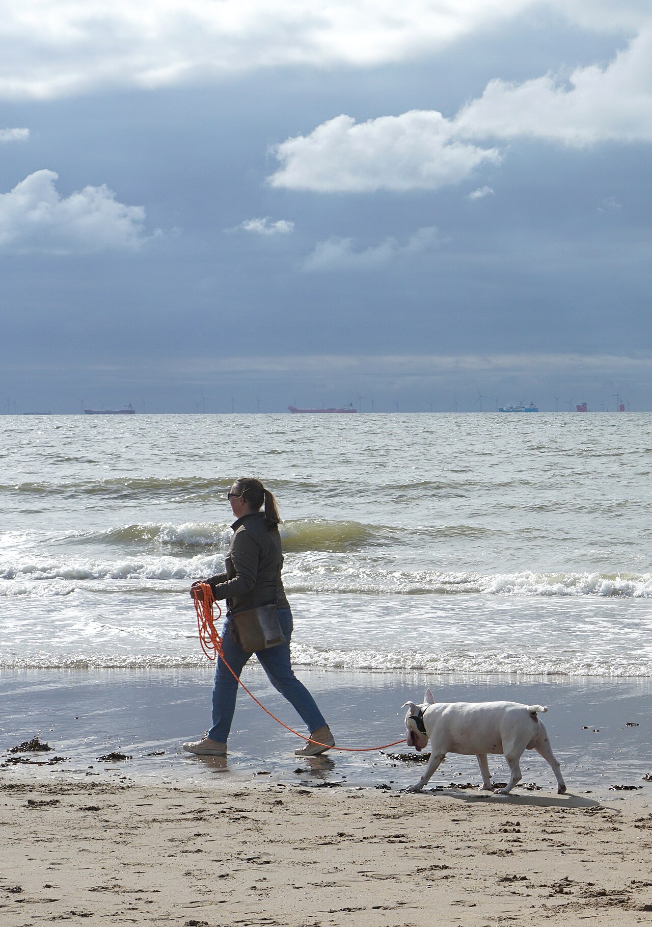 Cachorro caminhando com guia solta ao lado do tutor na praia