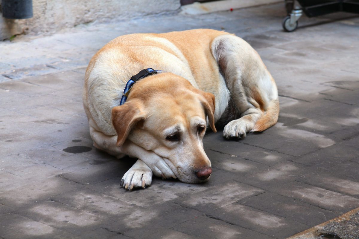 Cachorro labrador idoso descansando com coleira na calcada