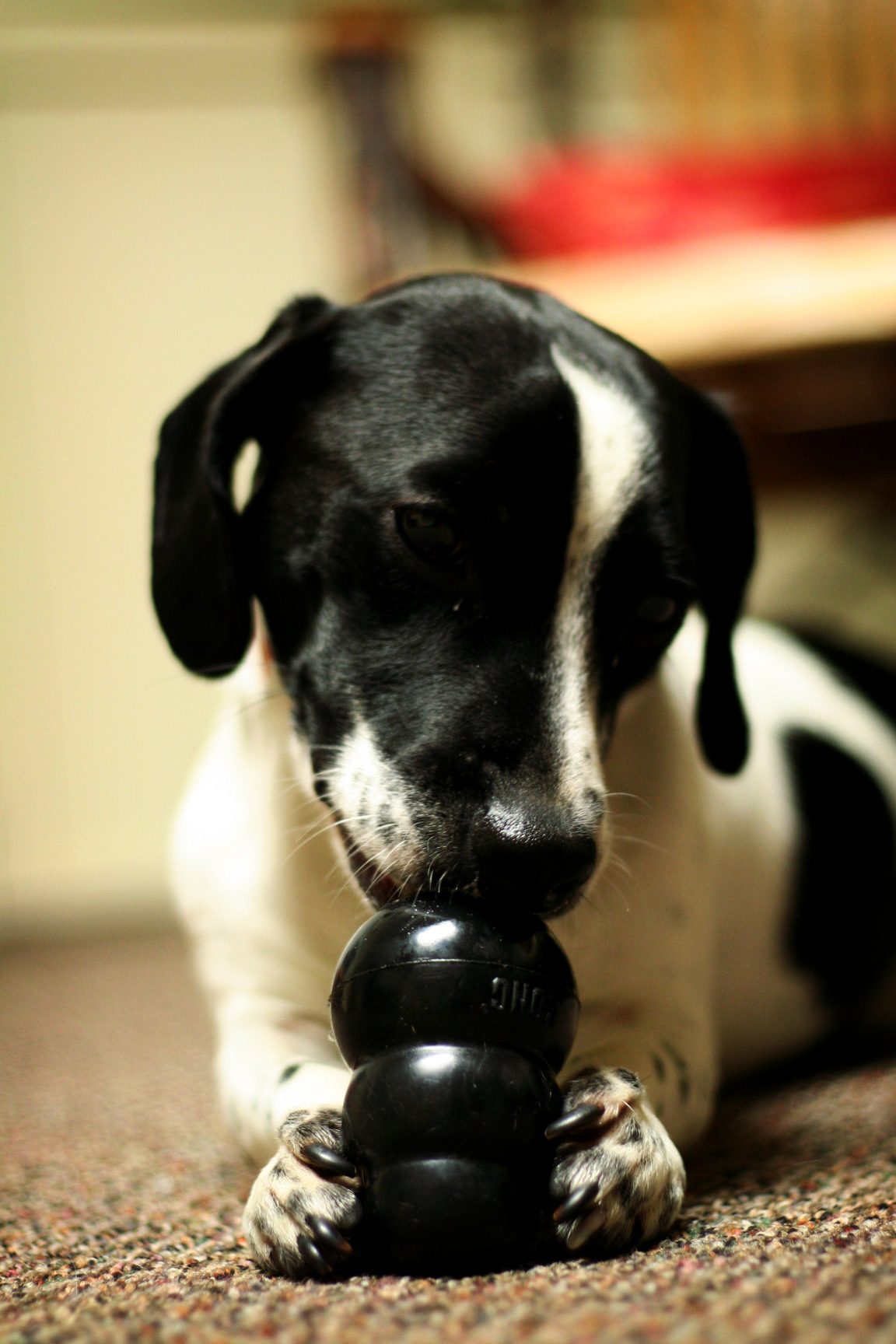 Cachorro segurando brinquedo Kong preto na boca