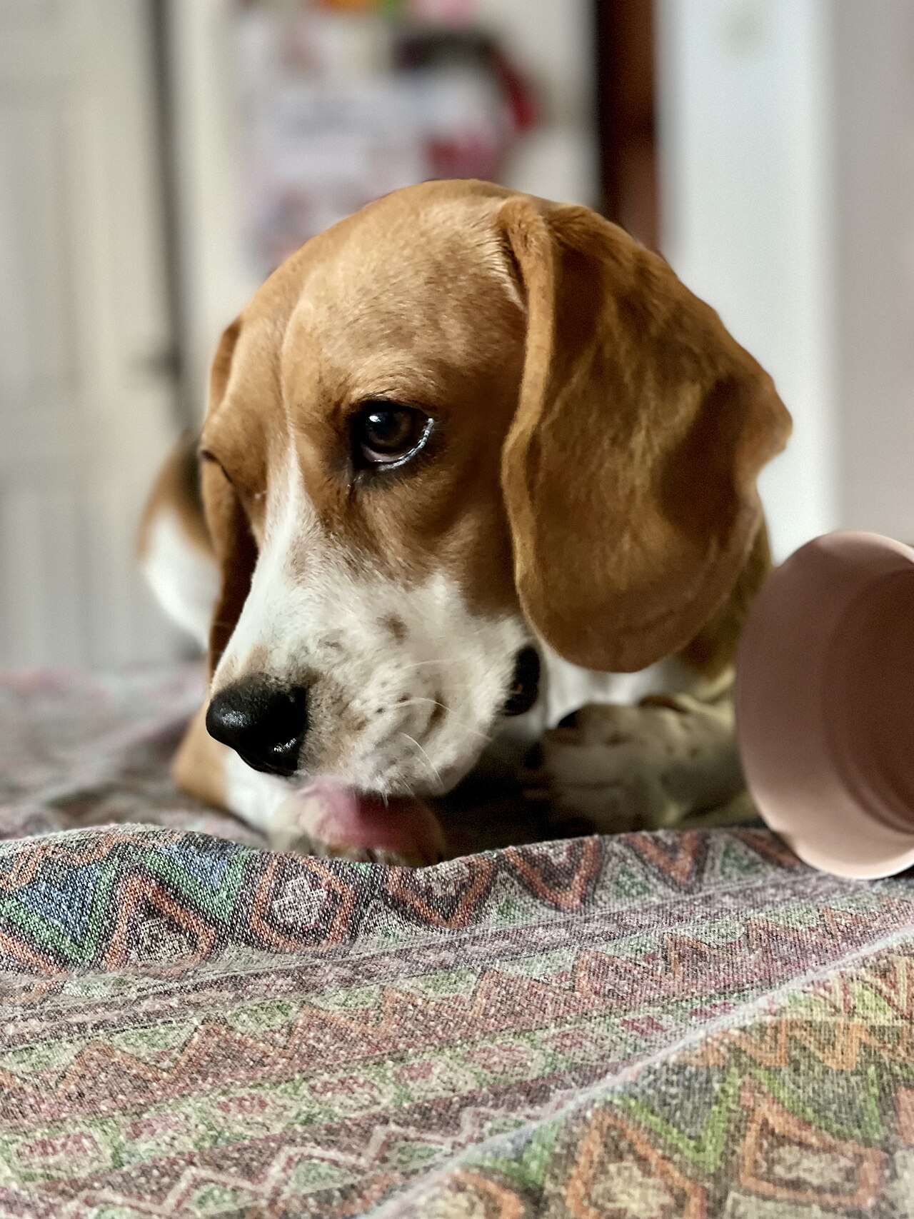 Cachorro lambendo compulsivamente a própria pata