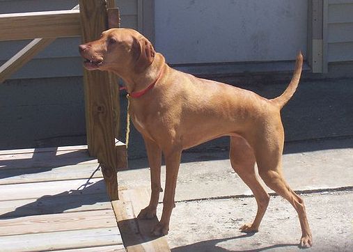Cachorro alerta latindo perto de portão
