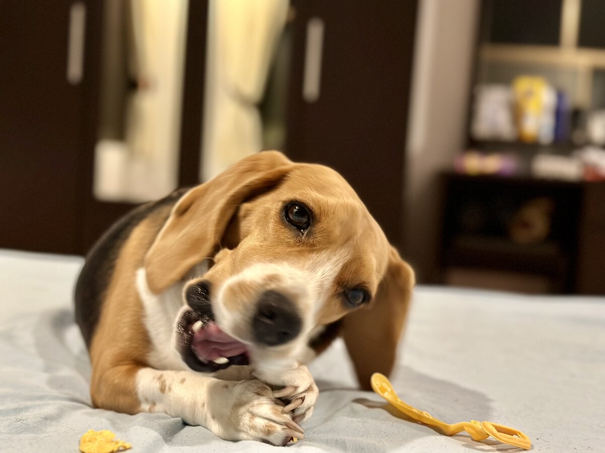 Cachorro mastigando um objeto em cima da cama