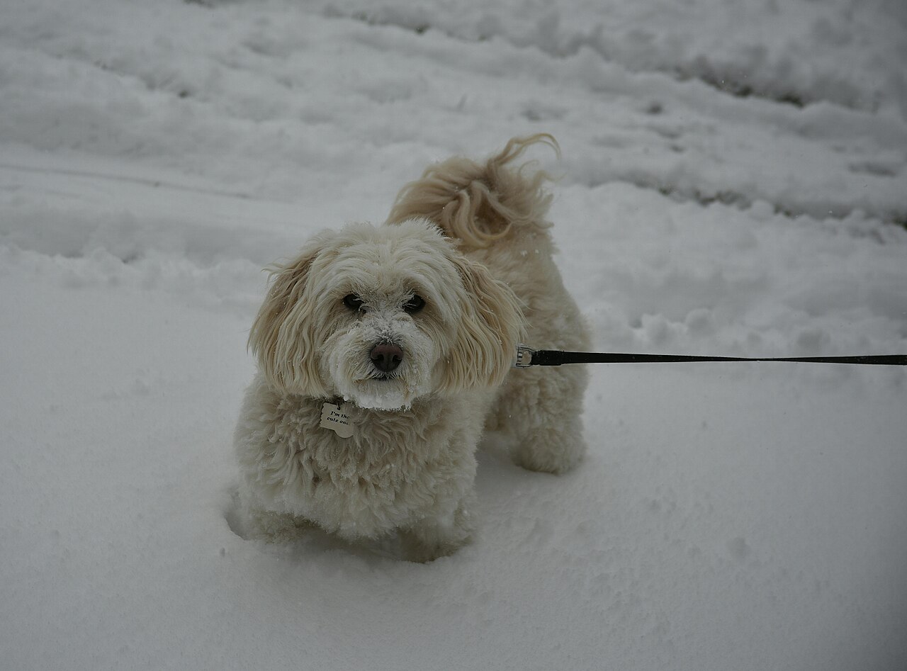 Cachorro de pelo curto em passeio na neve