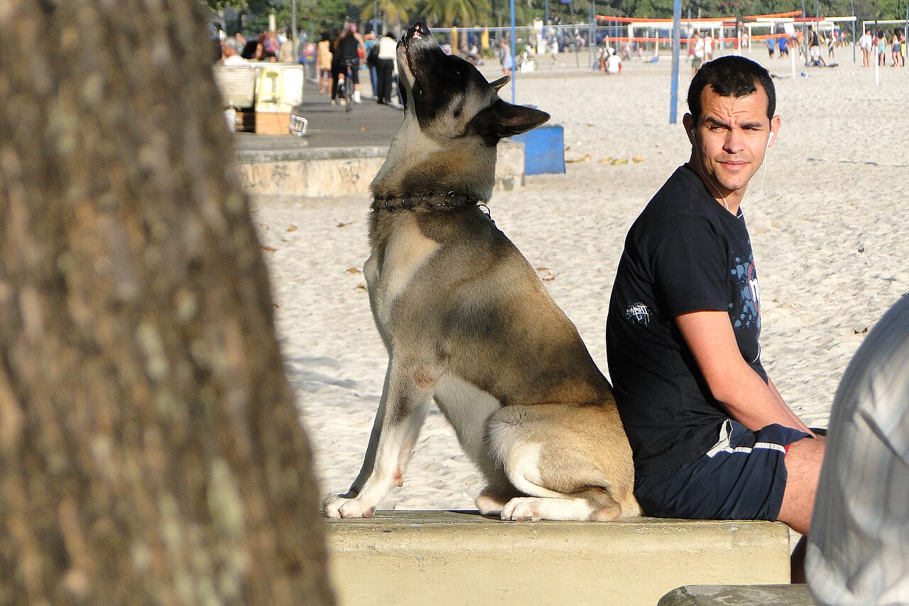 Cachorro acompanhando o tutor em uma praia no Rio de Janeiro, cenário comum de turismo pet friendly no Brasil
