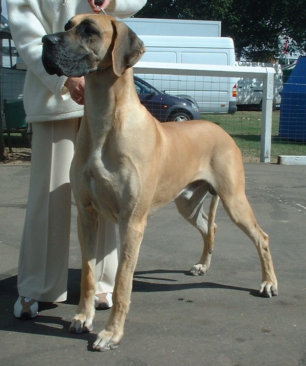 Cão de raça grande e peito profundo, com maior risco de torção gástrica